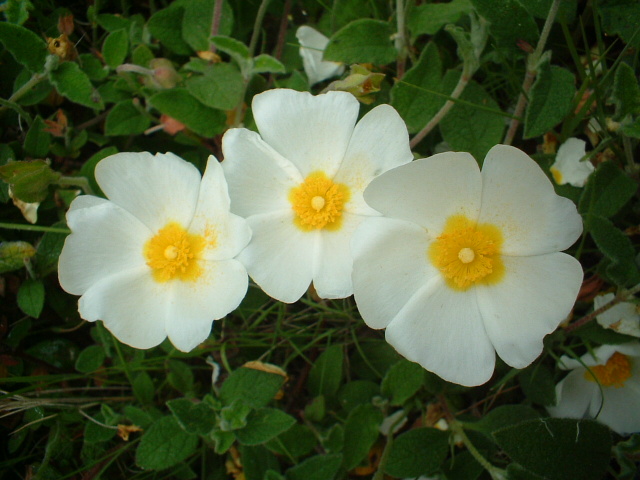 Cistus salvifolius / Cisto femmina